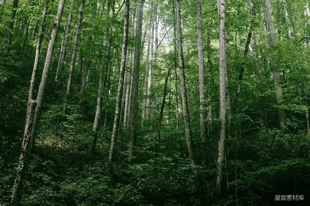 高清摄影 森林中的树