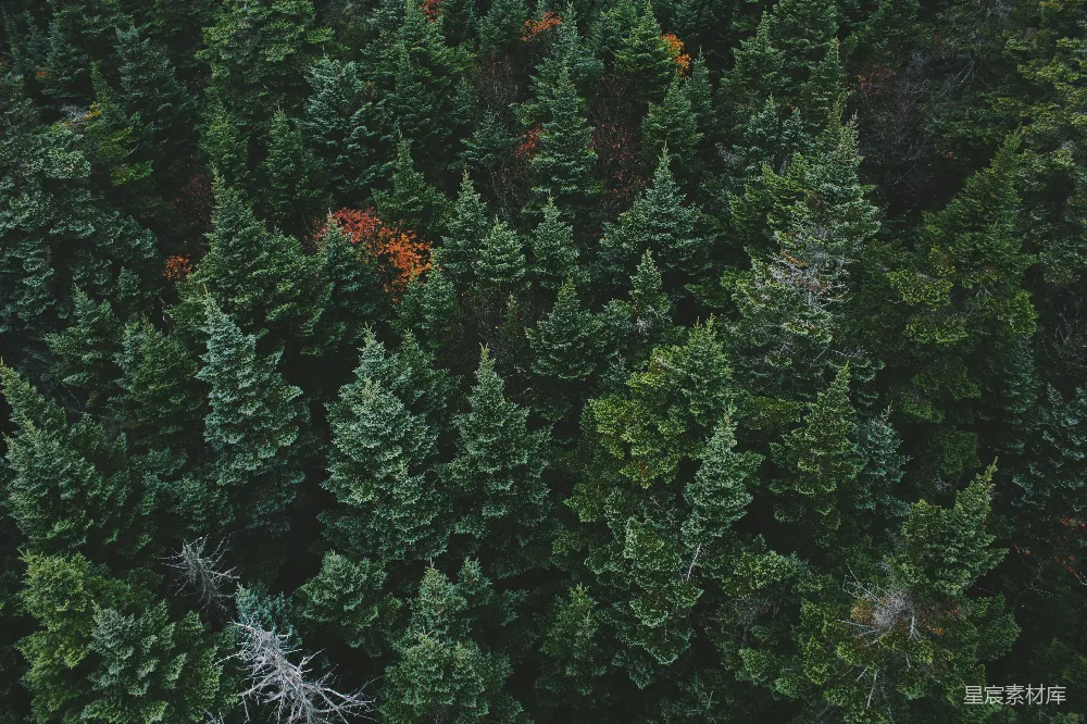 高清摄影  绿树成荫的 aerial 视角