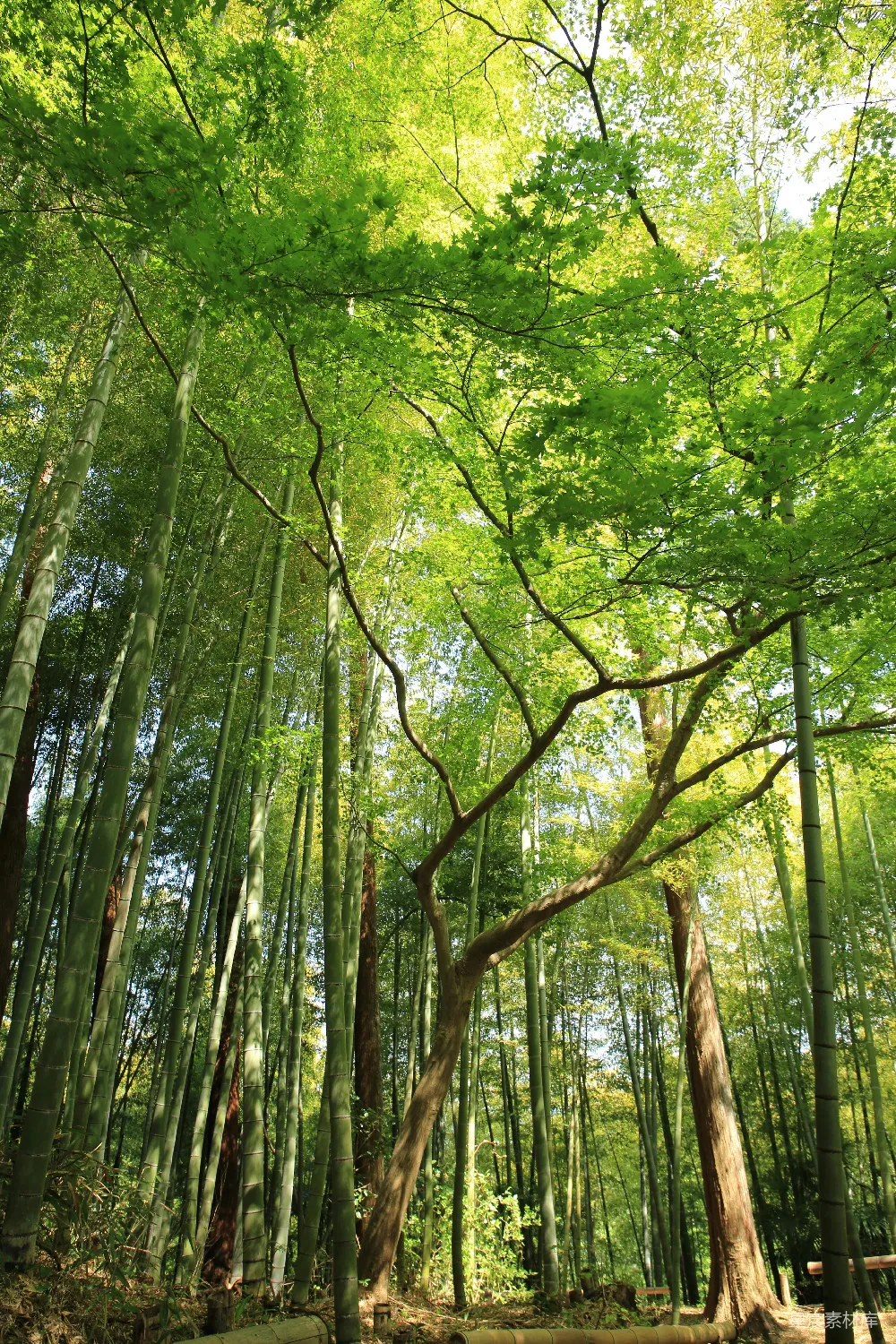 高清摄影 白天下的森林