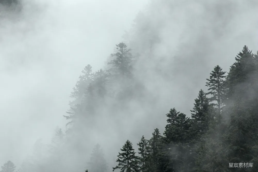 高清摄影  一道云雾缭绕的山峦和树影在阴天中