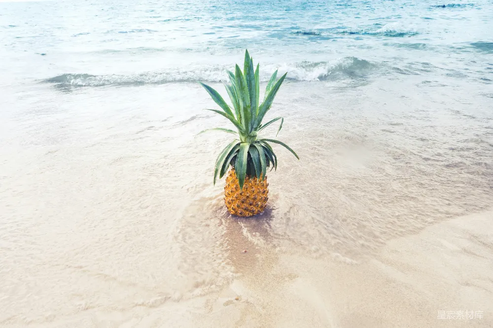 高清摄影  海滩白天菠萝水果旁边