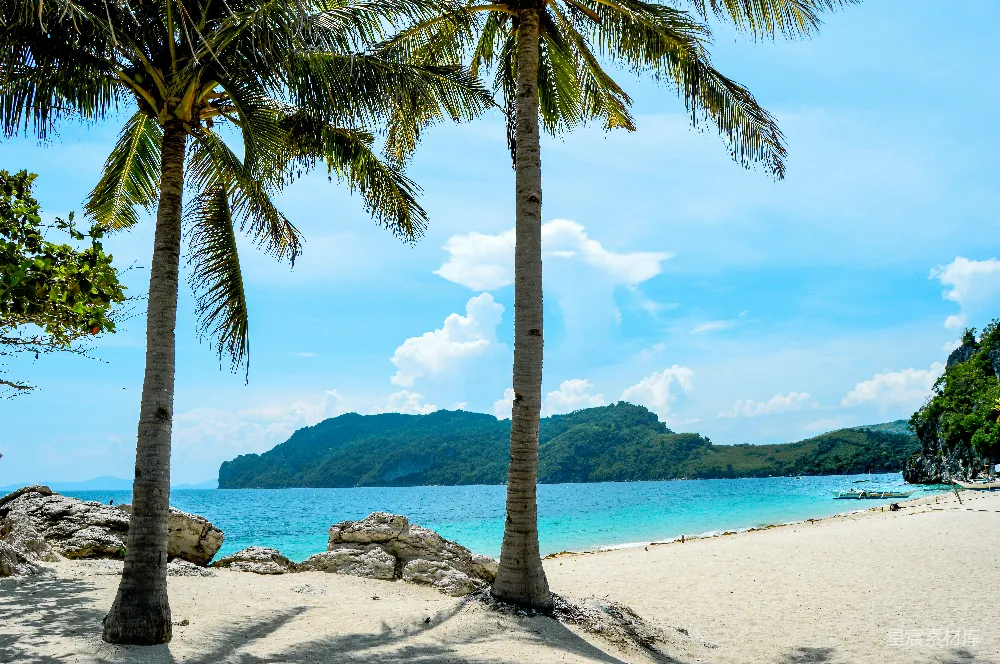 高清摄影  海滩边白天棕榈树上的景象