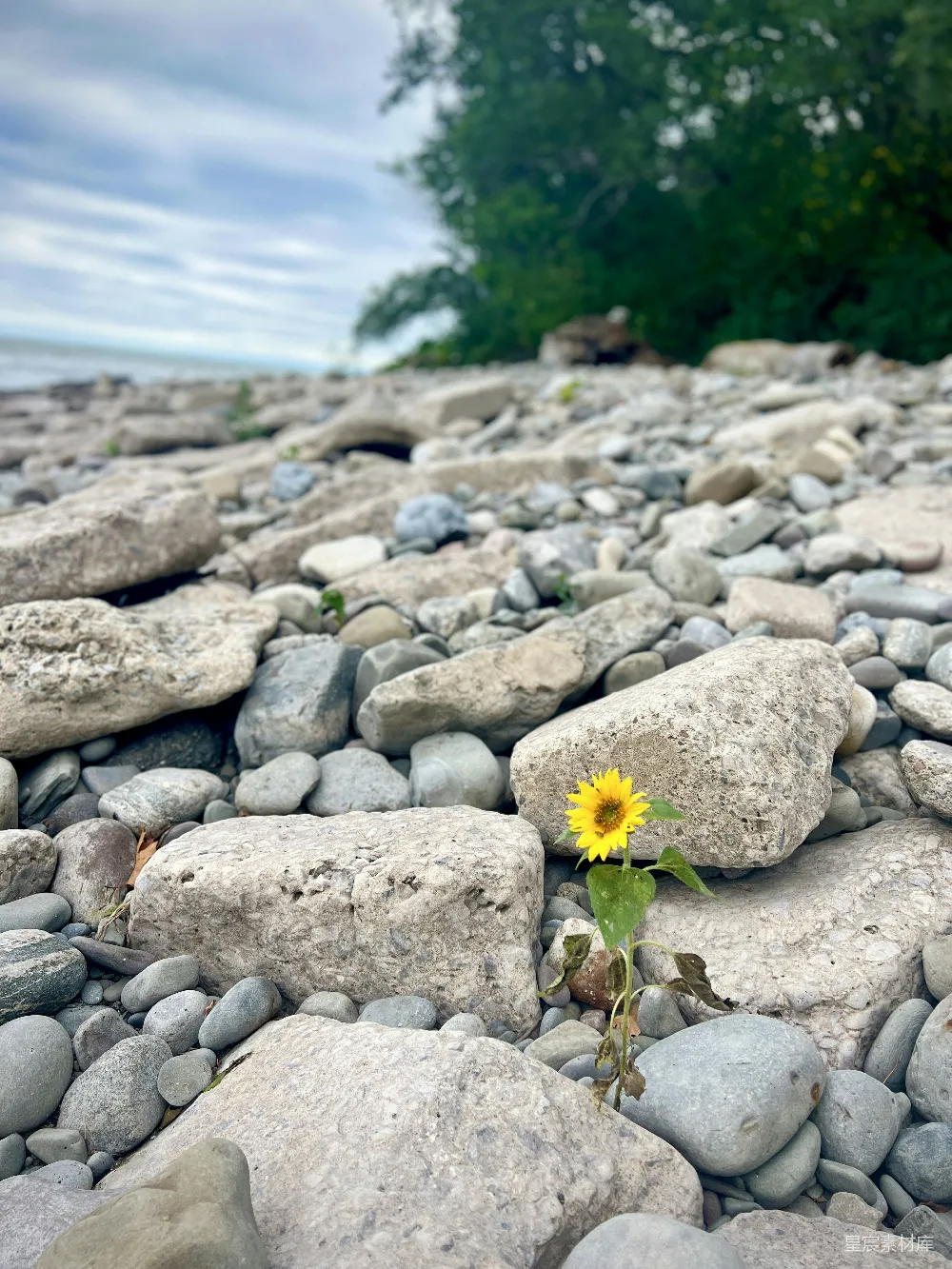 高清摄影 一块岩石上长着一朵花