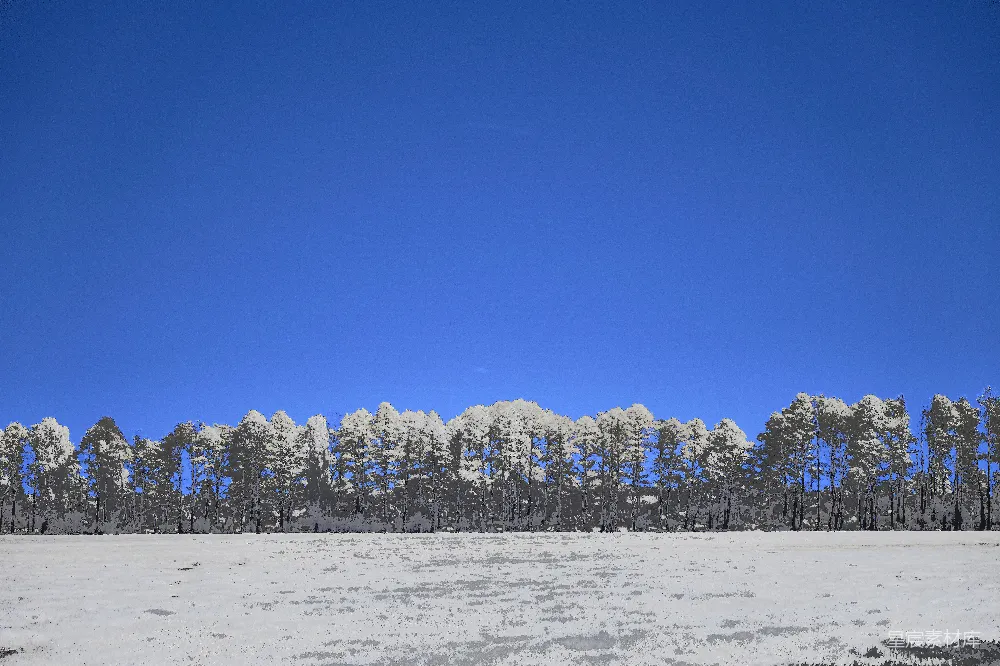 高清摄影 皑皑白雪覆盖下的蓝天碧空树木