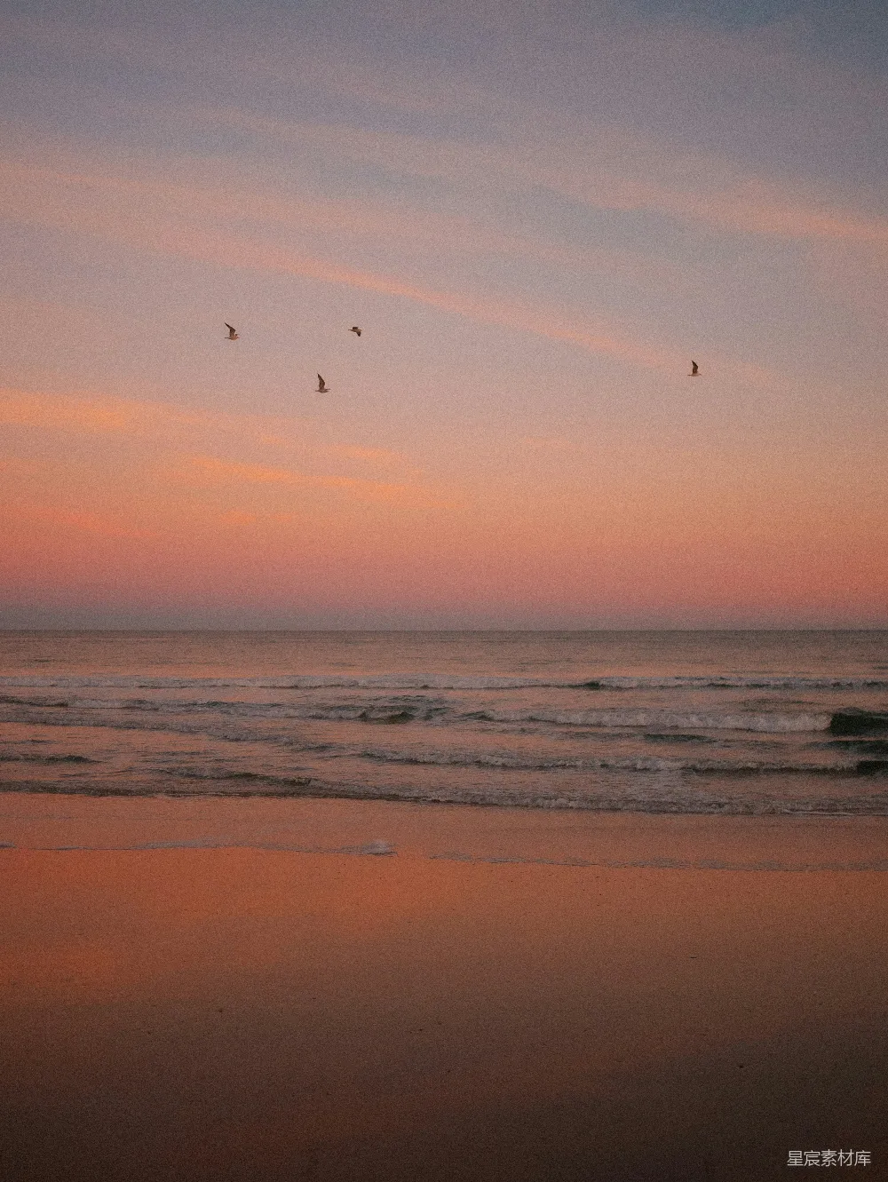 高清摄影 夕阳下海面上飞翔的鸟儿