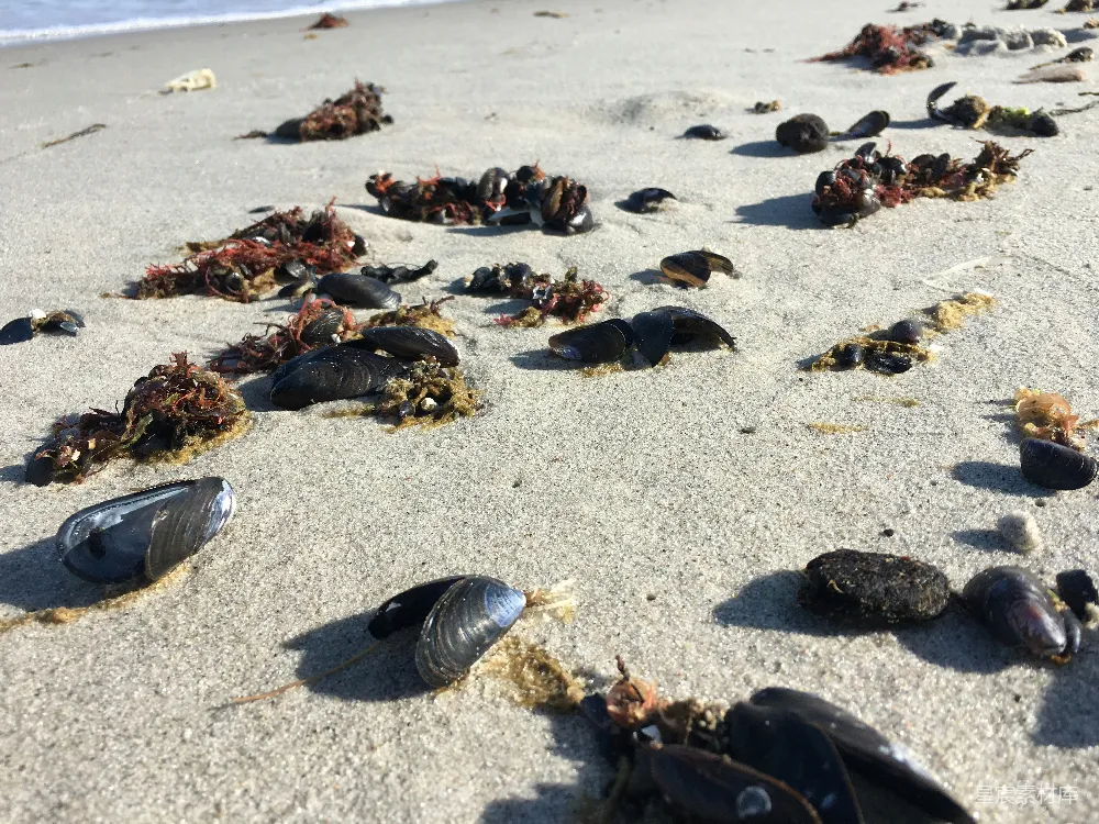 高清摄影 海滩上一堆海贝壳