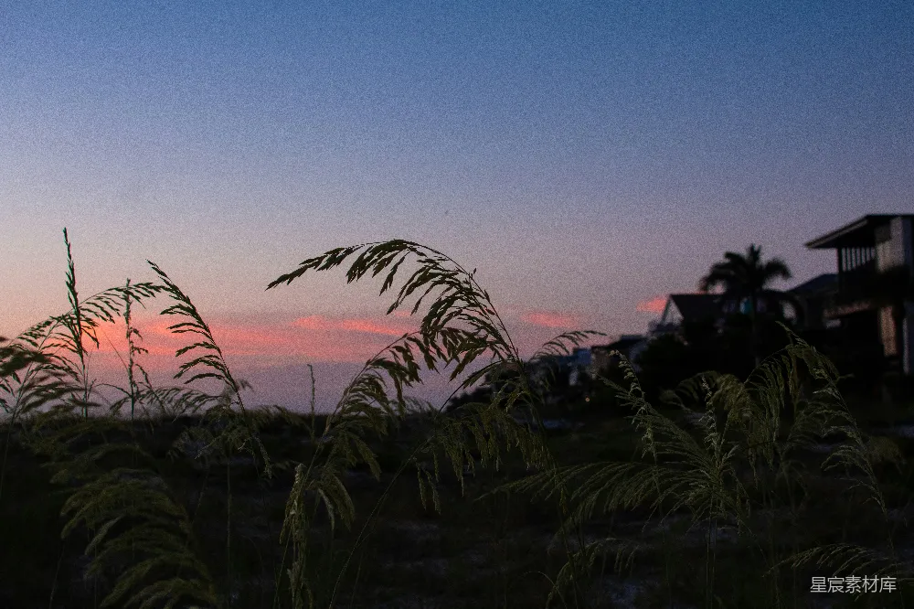 高清摄影 自然 夕阳西下，一片茂密的草场。