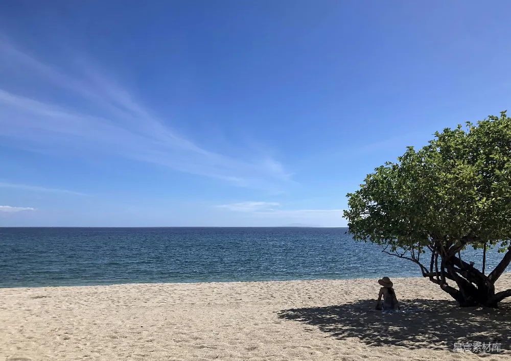 高清摄影 海滩、蓝天和一棵树。