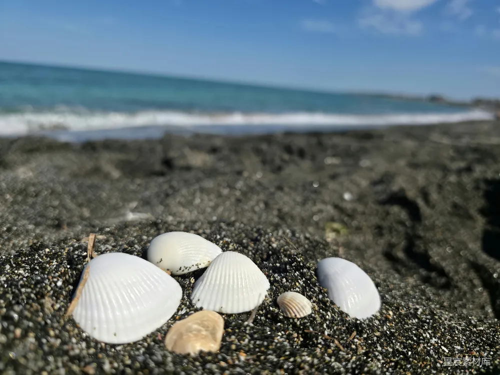 高清摄影 白海螺点缀在暗色的沙滩上，波浪拍打着海岸。