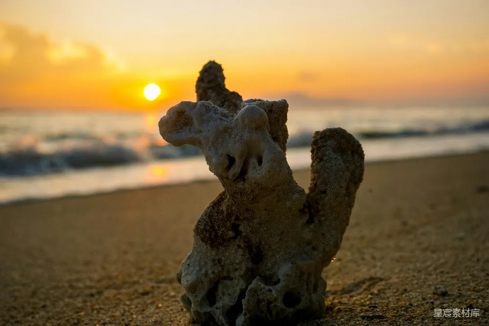 高清摄影  海滩上的一根漂木，夕阳西下背景中。