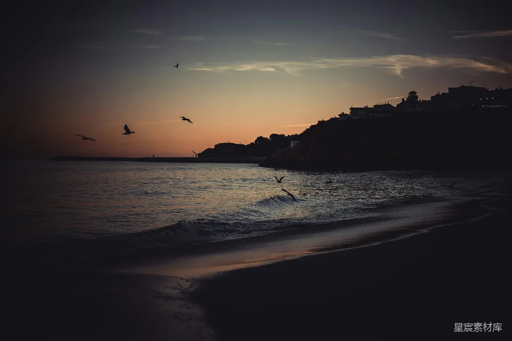 高清摄影 夕阳下海面上飞翔的信天翁