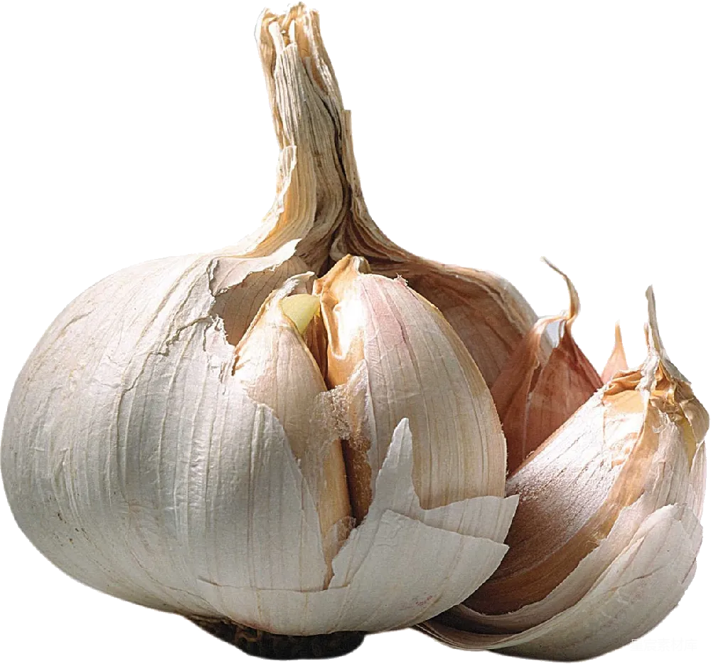 元素素材 PNG