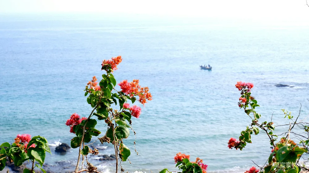 高清摄影 花儿在一片宁静的海景之上绽放。