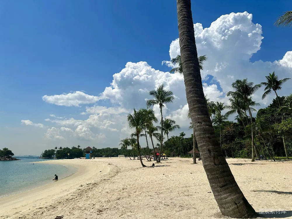 高清摄影 一棵棕榈树下的海滩以及其上的人们。