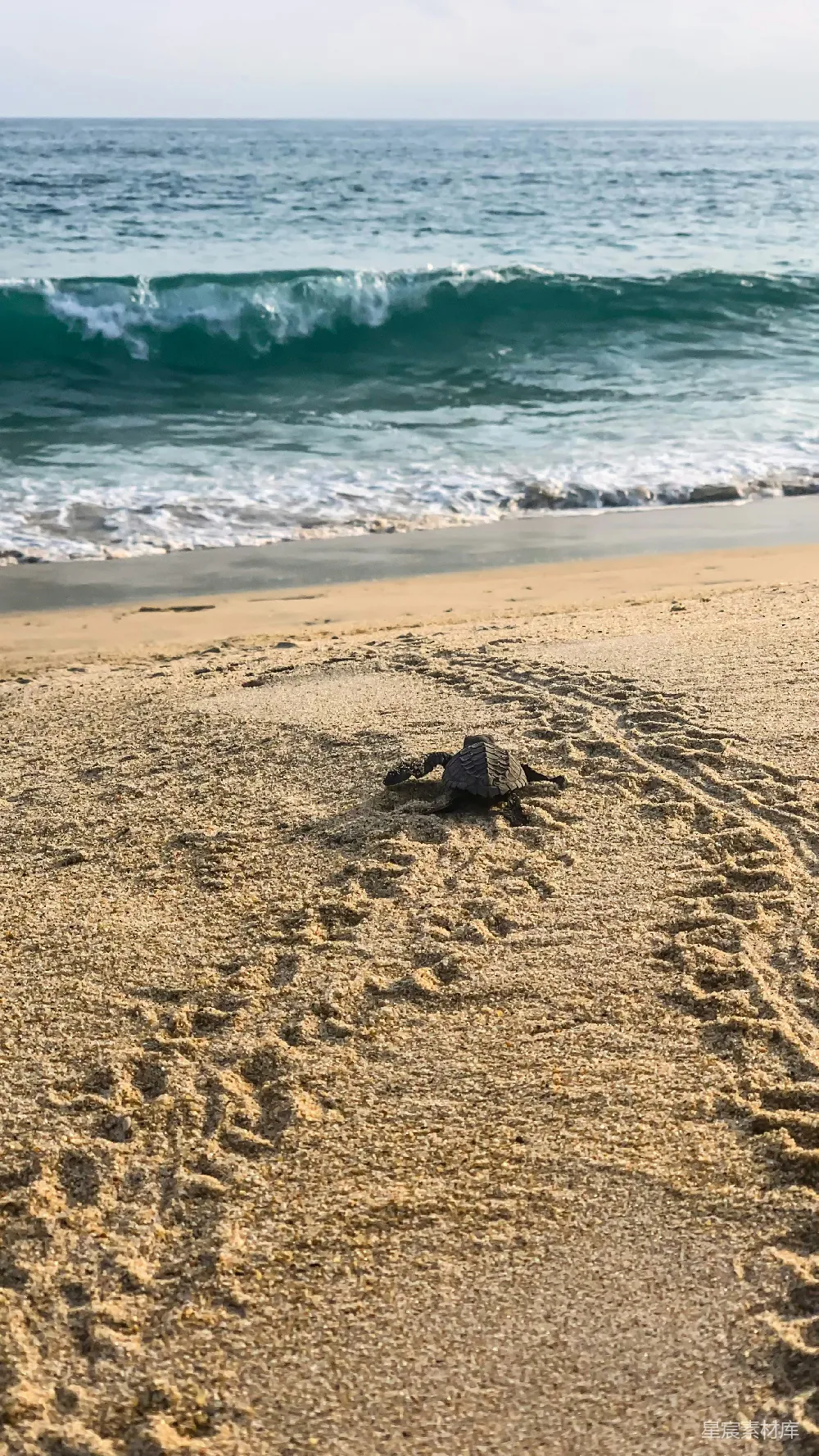 高清摄影 海滩上的乌龟