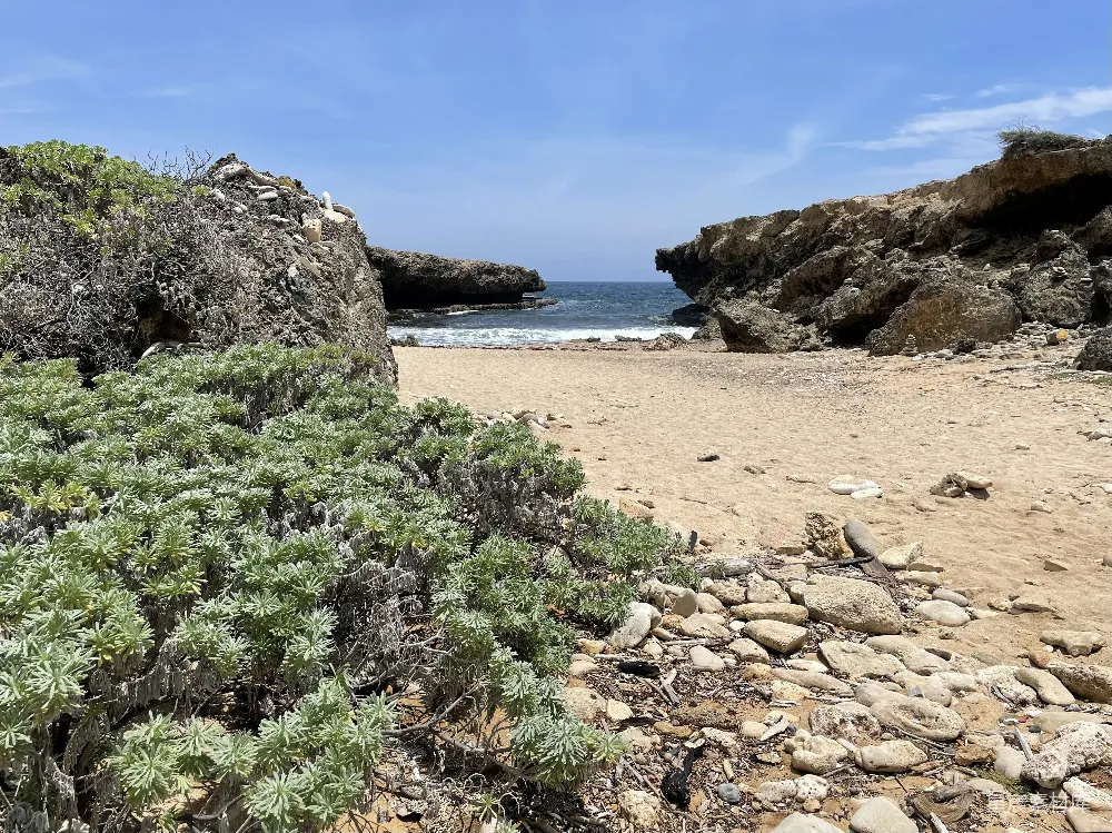 高清摄影 一块布满岩石和植物的海滩