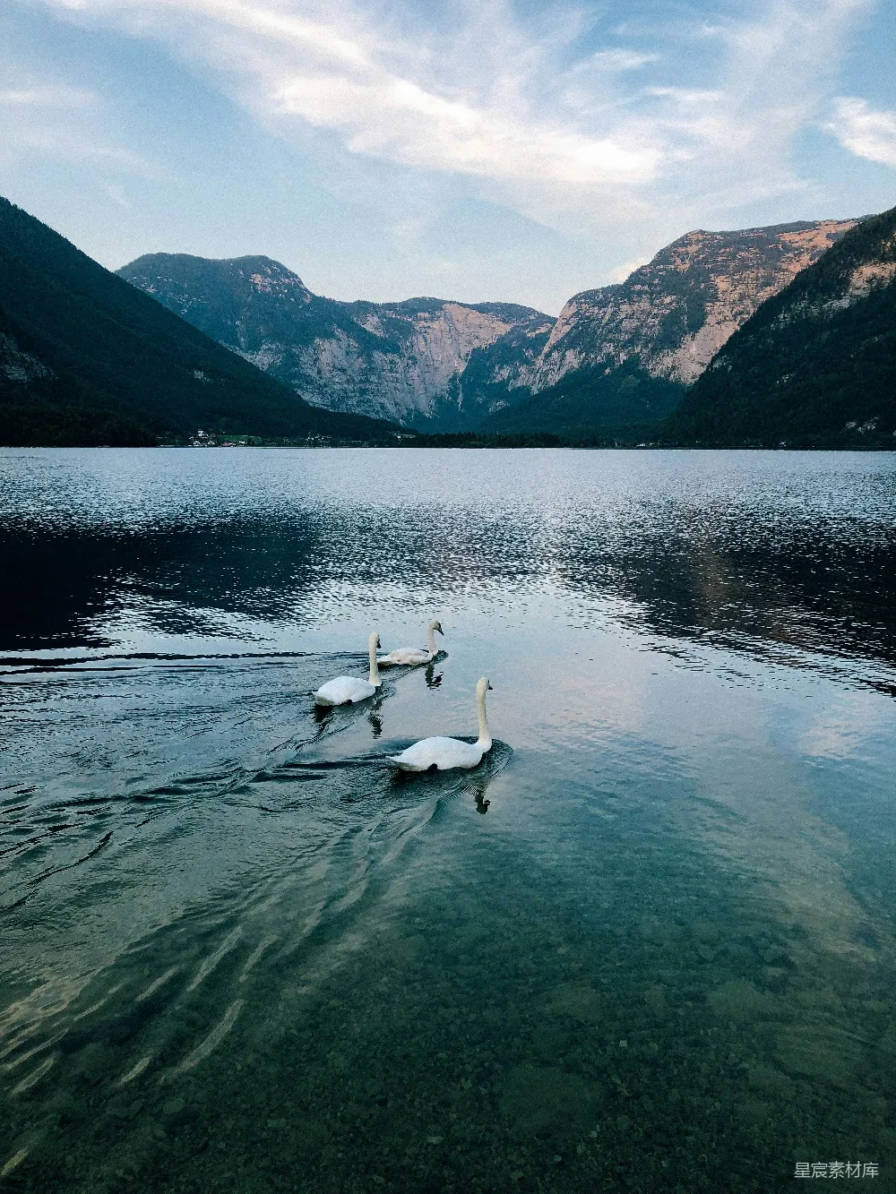 高清摄影 自然 白天白 Swan 在水体上的身影