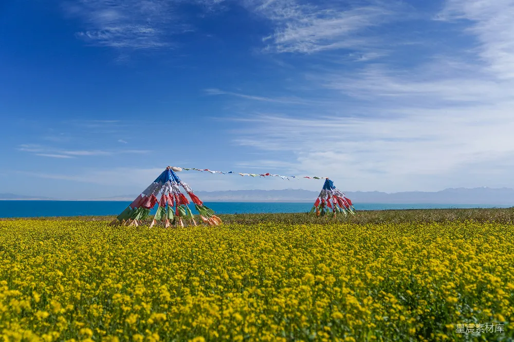 高清摄影 两顶小 Tee pee 拖车帐篷在一片黄花田中