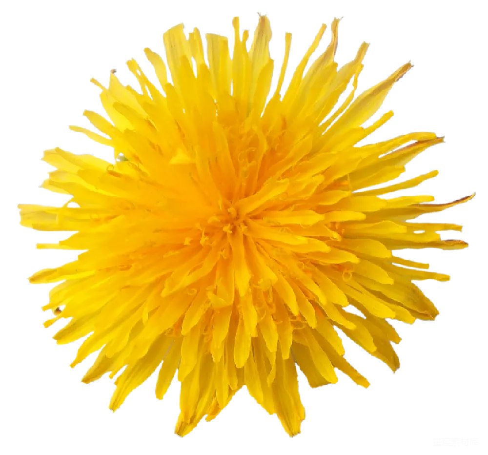 元素素材 PNG