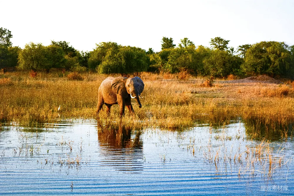 高清摄影  海岸附近的 elephants