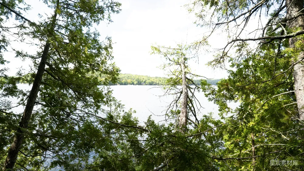 高清摄影 透过一些树木看去的湖景
