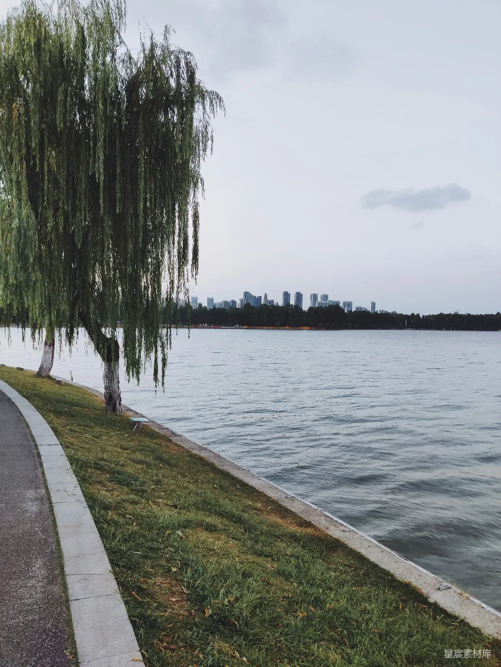 高清摄影 树旁有一片水域，背景是城市。