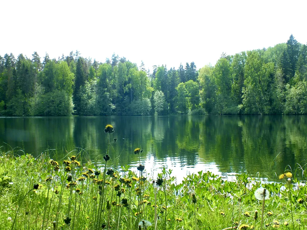 高清摄影 背景中有树木的湖