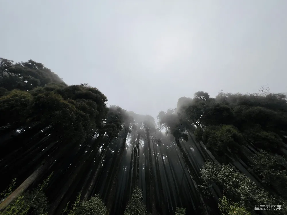 高清摄影 森林中的一群树木
