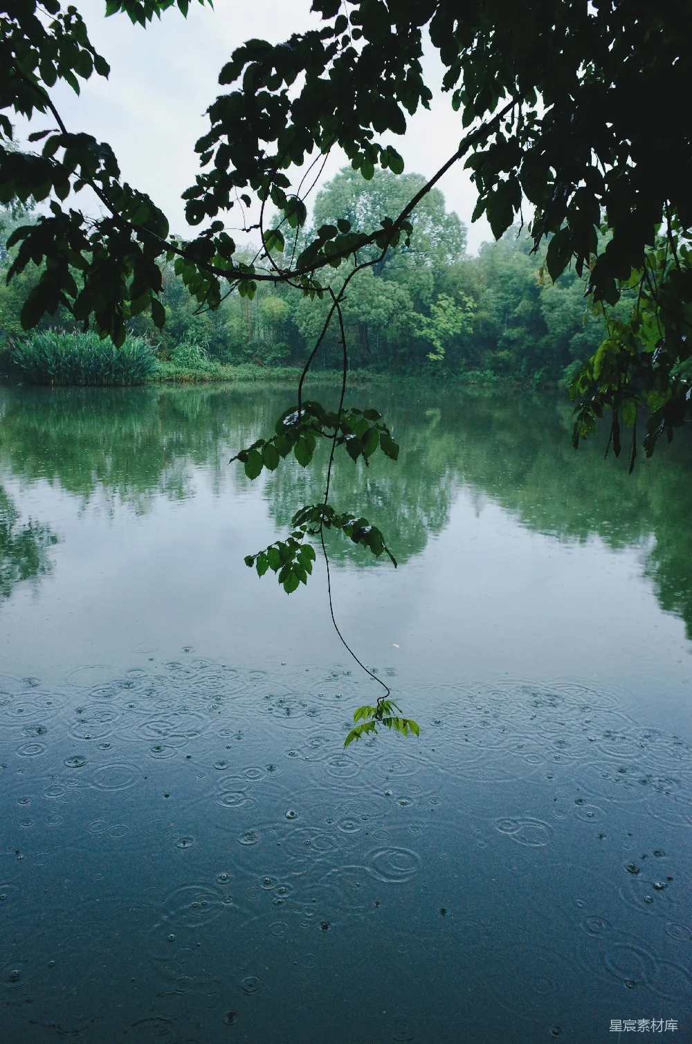 高清摄影 雨落在被树木环绕的平静湖面上。