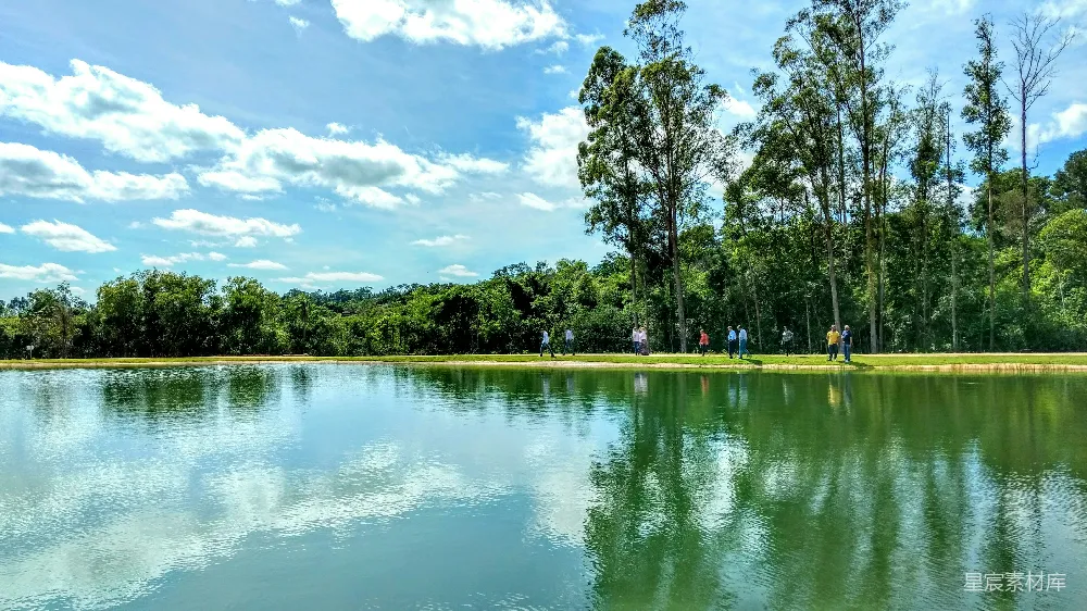 高清摄影 背景中有树木的水域