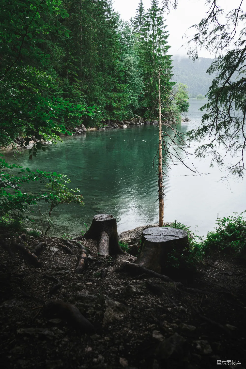 高清摄影 湖边的一棵枯树桩