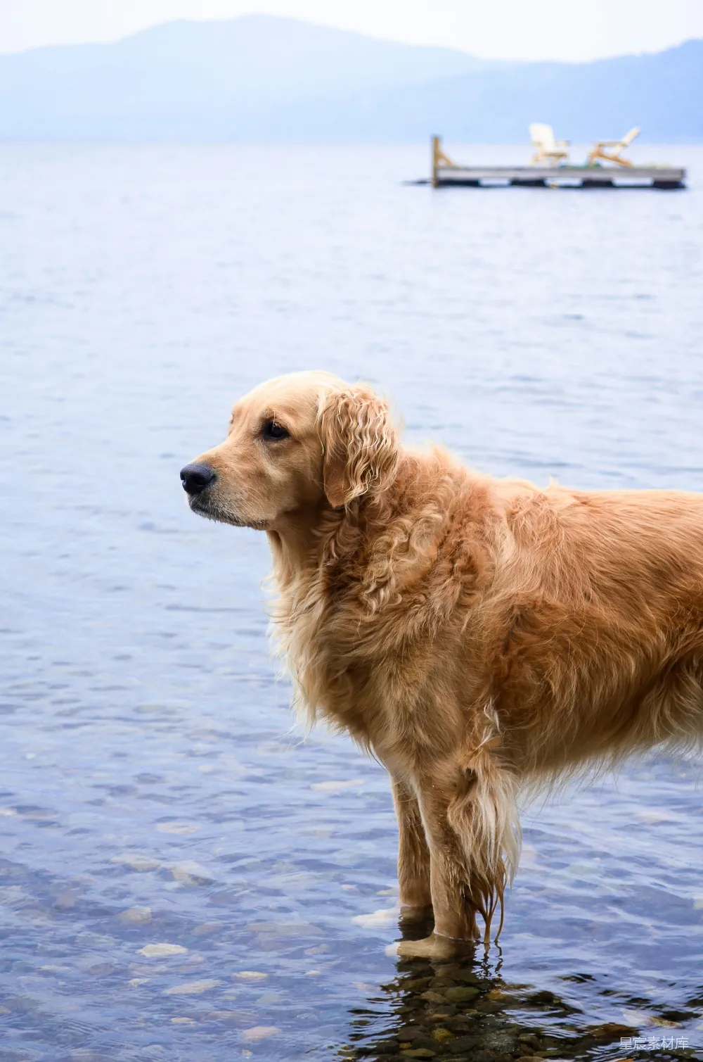 高清摄影 金毛寻回犬在水里