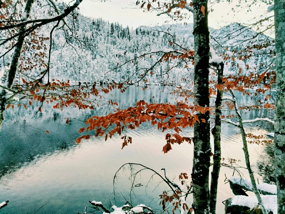 高清摄影 被树木覆盖着白雪的湖泊四周是树木。