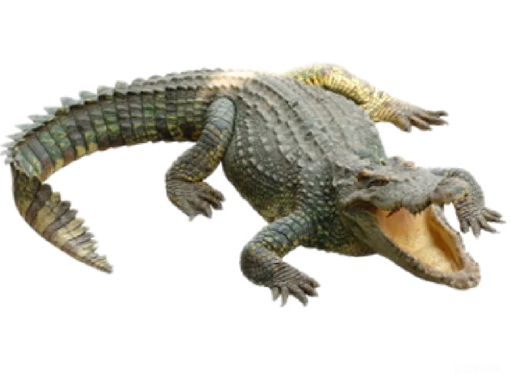 元素素材 PNG