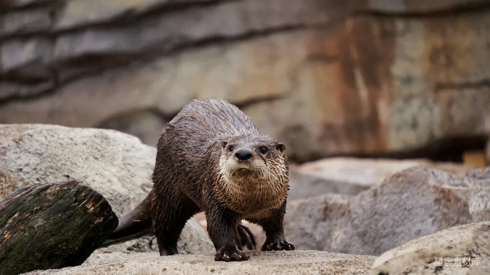 高清摄影 棕色山 Beaver 晴天站在灰色岩石上