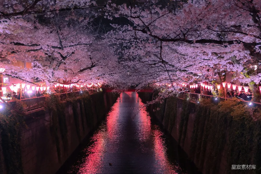 高清摄影 满是粉红色花朵的河流