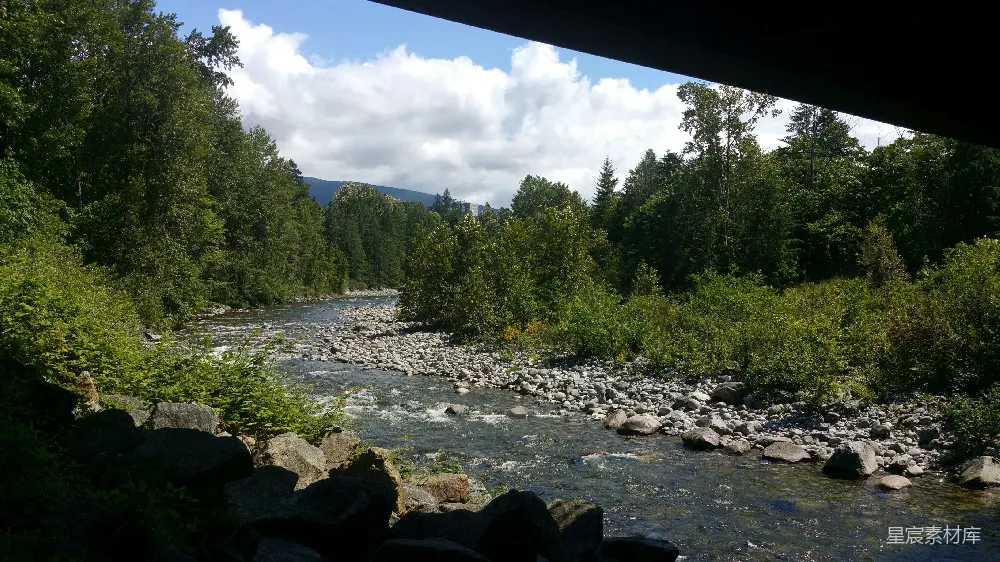 高清摄影 白天河边的绿树