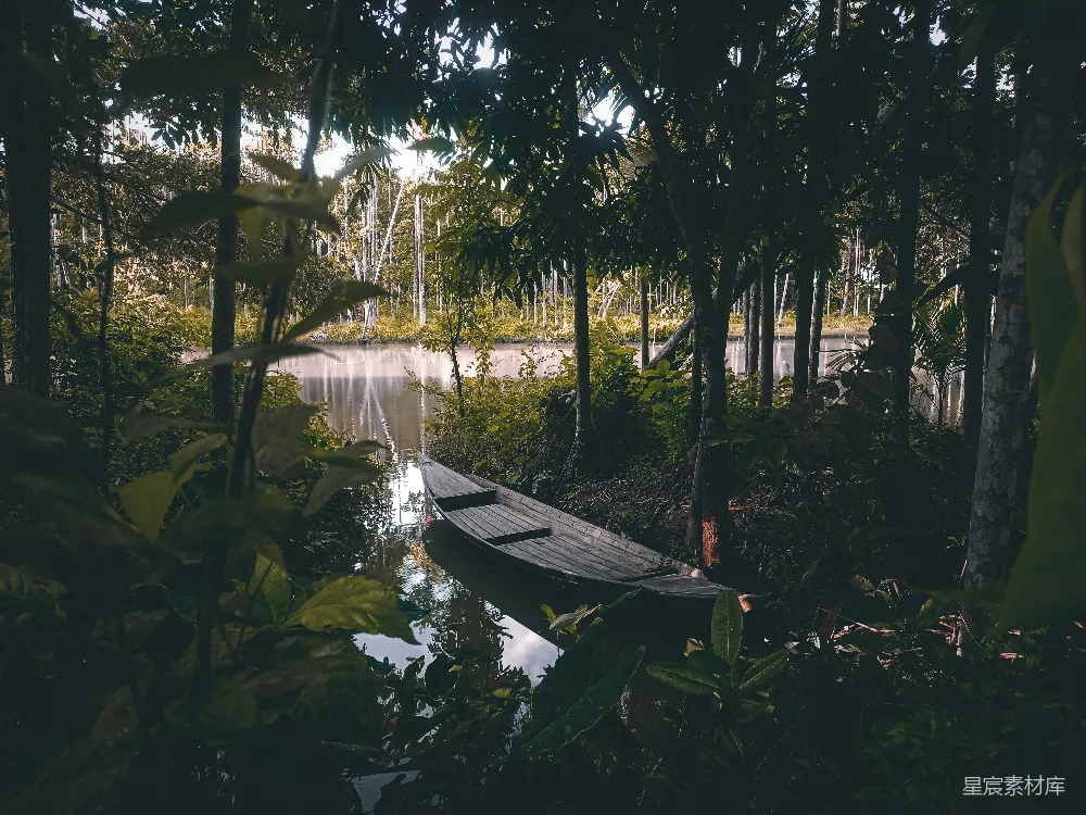 高清摄影 Swamp中的小船