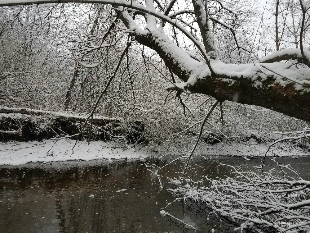 高清摄影 一条河流穿过覆盖着白雪的森林