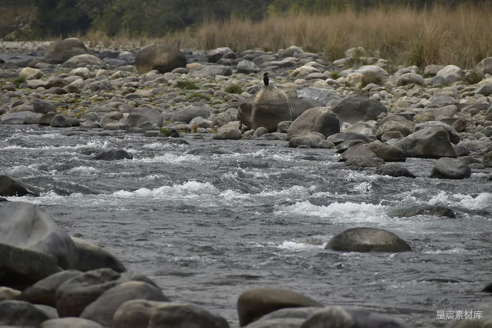 高清摄影 一只鸟站在一条河中间的岩石上。