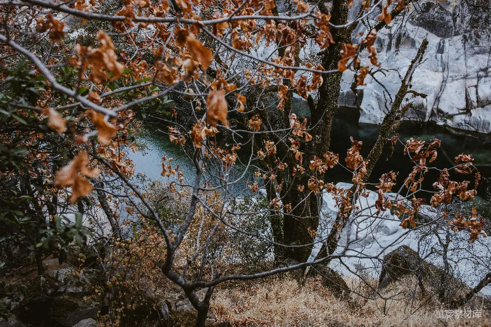 高清摄影 棕叶树