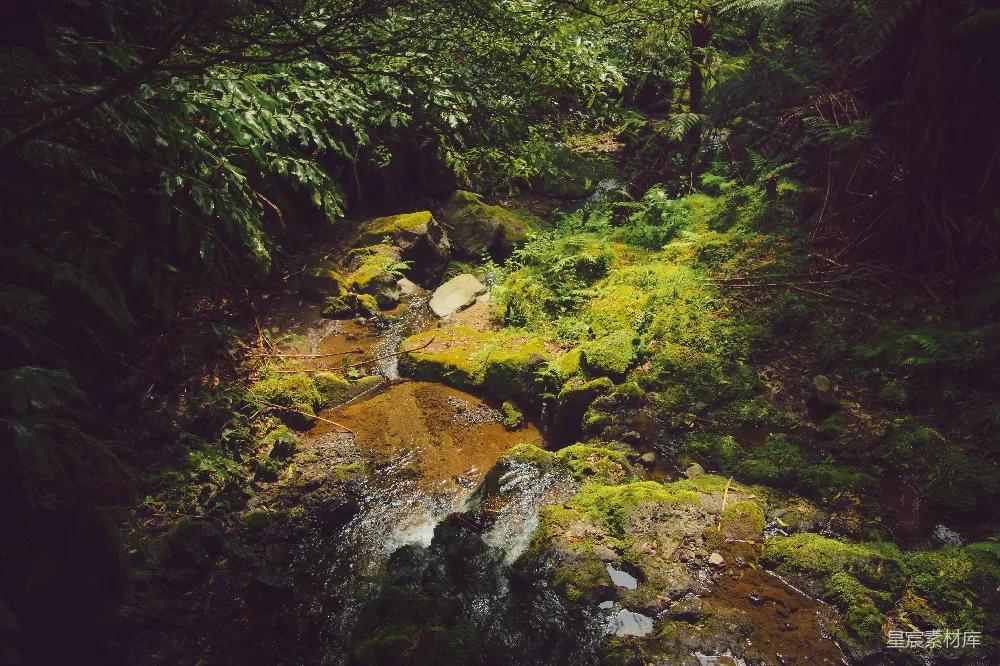 高清摄影 绿草