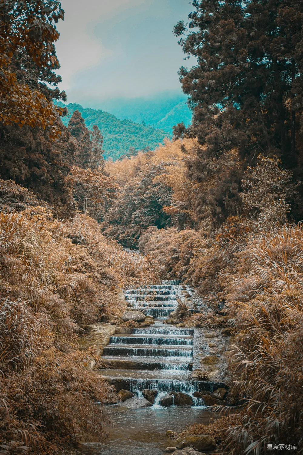 高清摄影 自然 白木桥在棕绿色的树木间白天出现