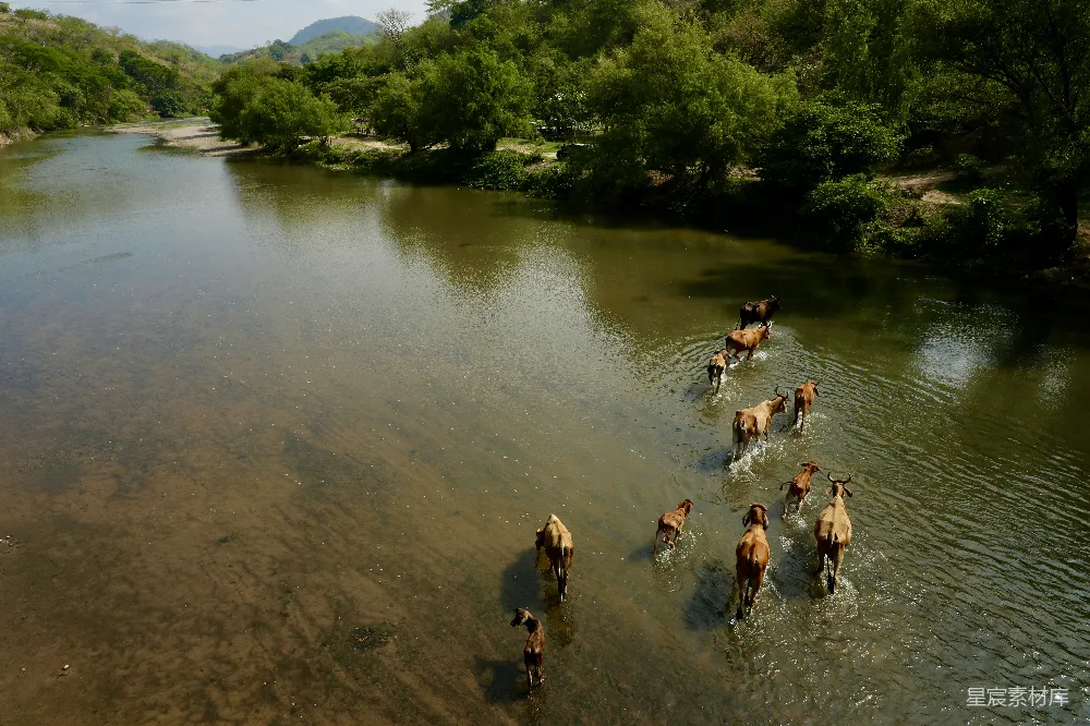 高清摄影  农村景观中马在浅河里涉水。