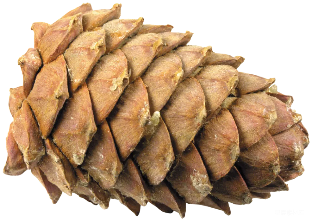 元素素材 松树