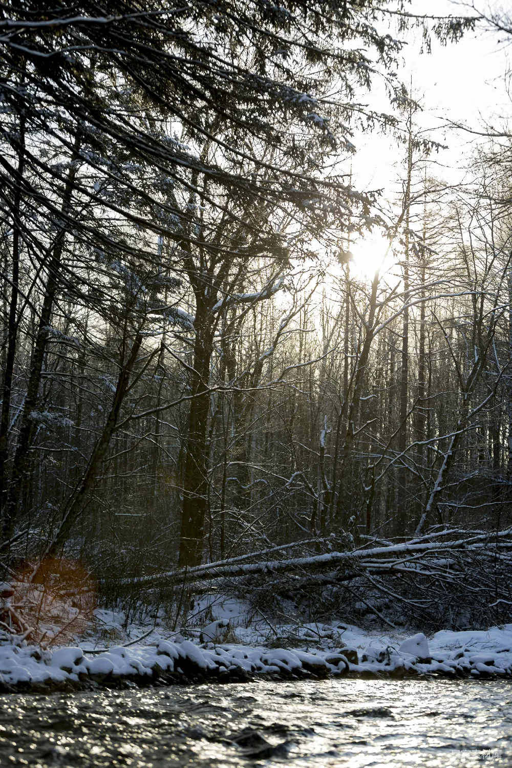 高清摄影 一条河流穿过覆盖着白雪的森林