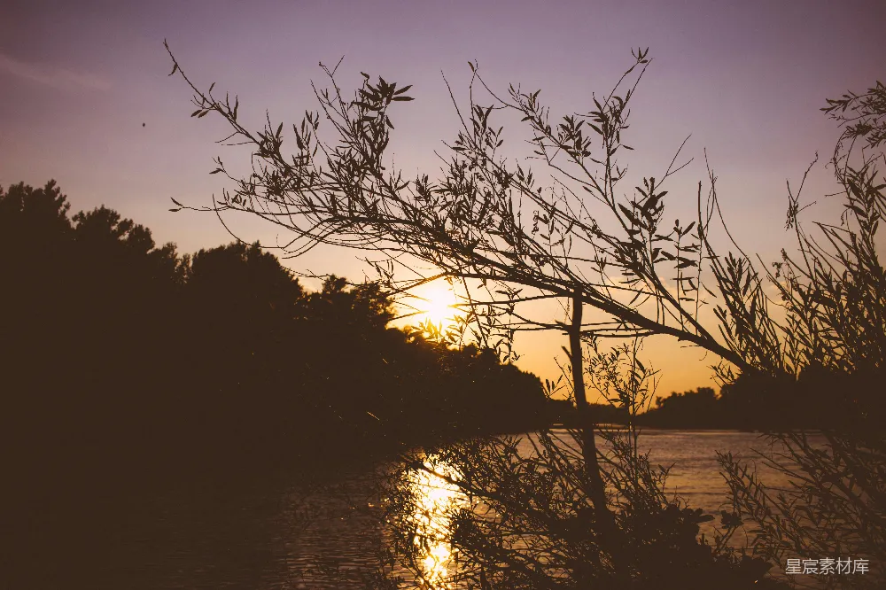 高清摄影 夕阳下树影近处的水面