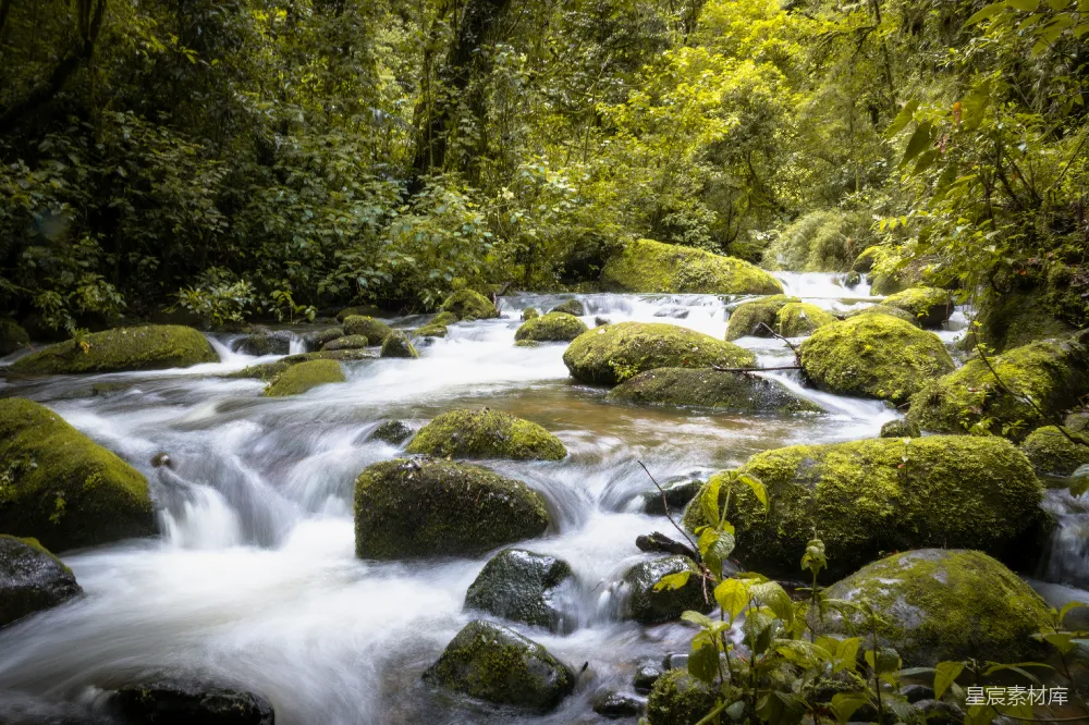 高清摄影 湍急的河水流过茂密的绿植。