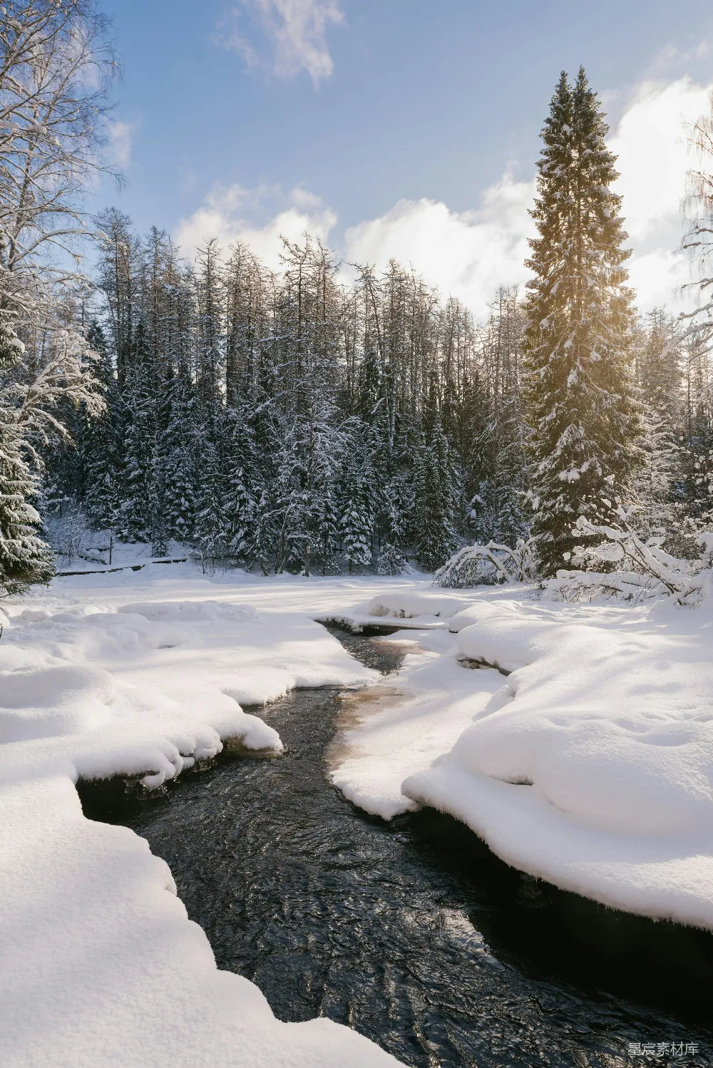 高清摄影 白天树木覆雪