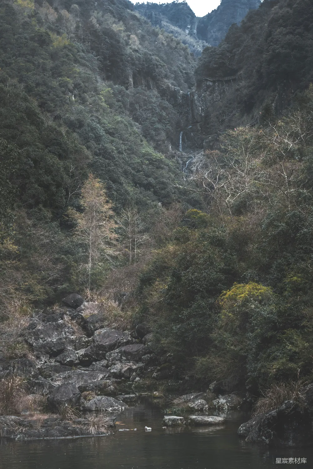 高清摄影 白天河边的绿树